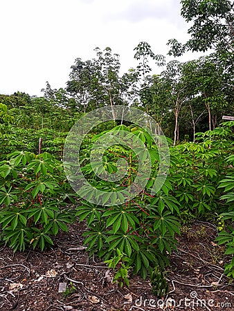 cassava plants in the garden Stock Photo